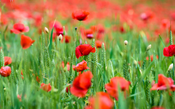 close-up red flower flower summer nature poppy HD Desktop Wallpaper | Background Image