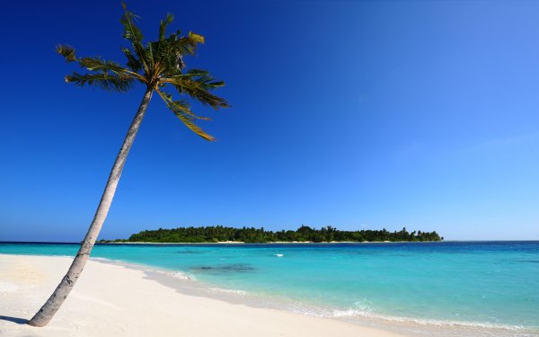 Earth Beach Island Maldives Blue Ocean Sky Palm Tree Tropical Sand HD Wallpaper | Background Image