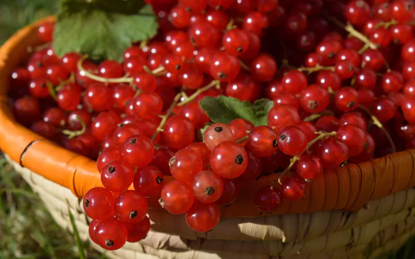 berry food currants HD Desktop Wallpaper | Background Image