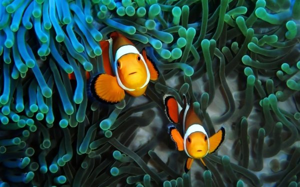 60+ Clownfish HD Wallpapers | Background Images