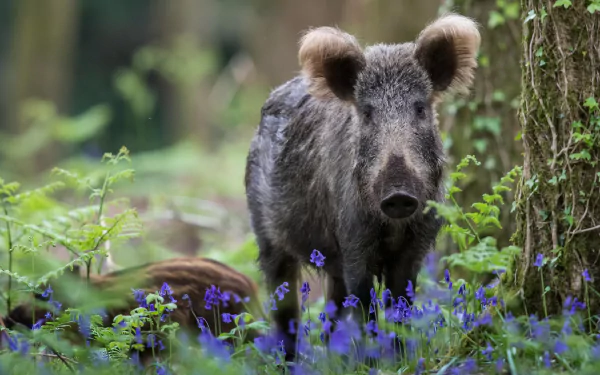 HD PC desktop wallpaper showing a wild boar standing among purple wildflowers in a forest setting.