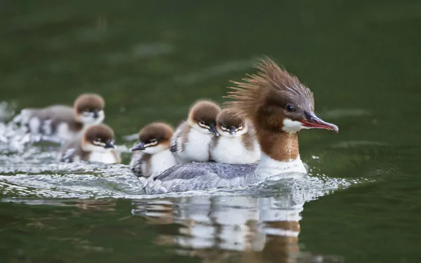 A common merganser duck with several ducklings swimming closely behind on calm water, captured in HD quality for desktop wallpaper and background.
