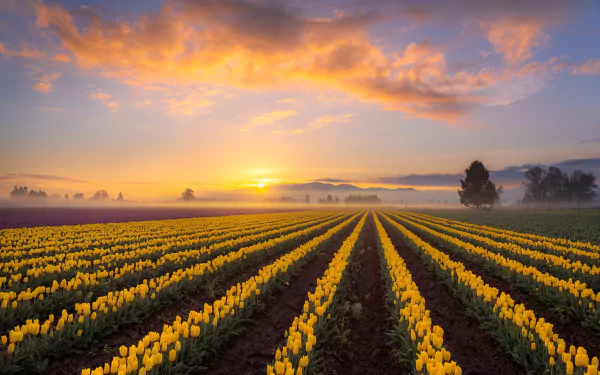 A vibrant HD desktop wallpaper showing rows of yellow tulip flowers in a vast summer field at sunset, with colorful clouds and a calm natural landscape.