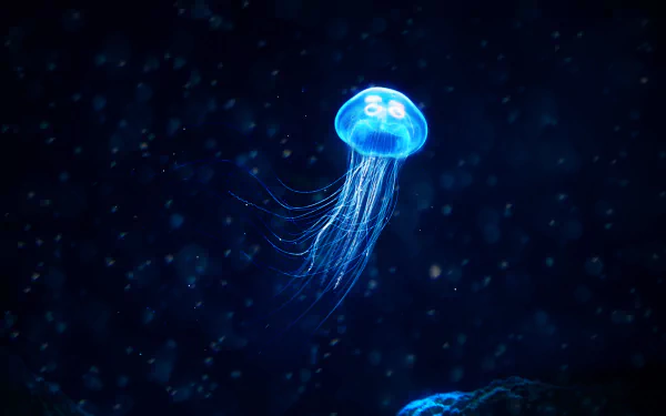 Blue glowing jellyfish with trailing tentacles drifting in dark water — 4K Ultra HD PC desktop wallpaper of a luminous marine animal.