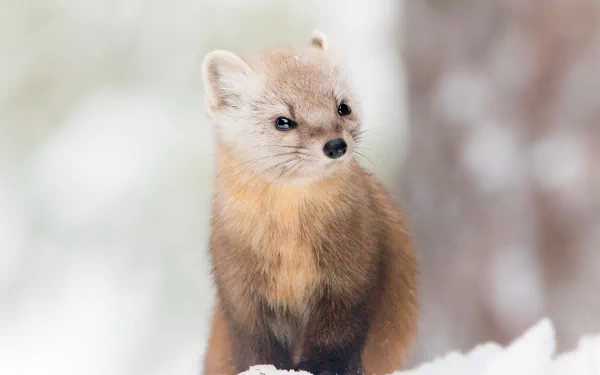 Animal marten HD Desktop Wallpaper | Background Image