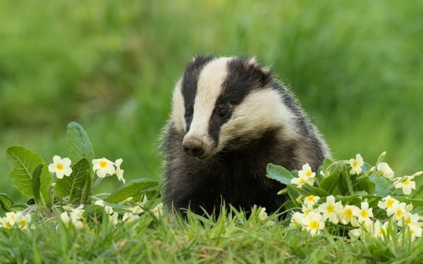 26 Badger HD Wallpapers | Background Images - Wallpaper Abyss