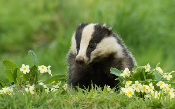 Animal badger HD Desktop Wallpaper | Background Image