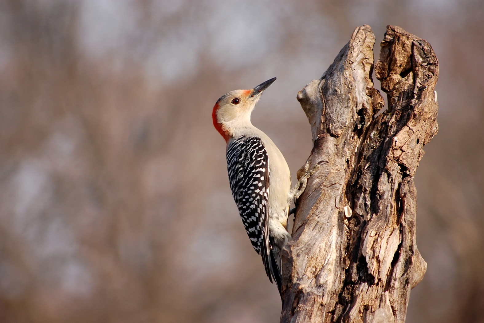 Red-bellied Woodpecker perched on a branch in HD desktop wallpaper