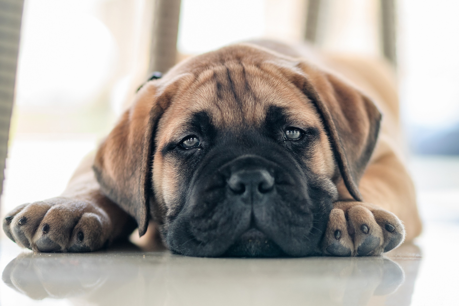 Stylish Bullmastiff in Festive Attire Hat with Pom Pom and Scarf | MUSE AI