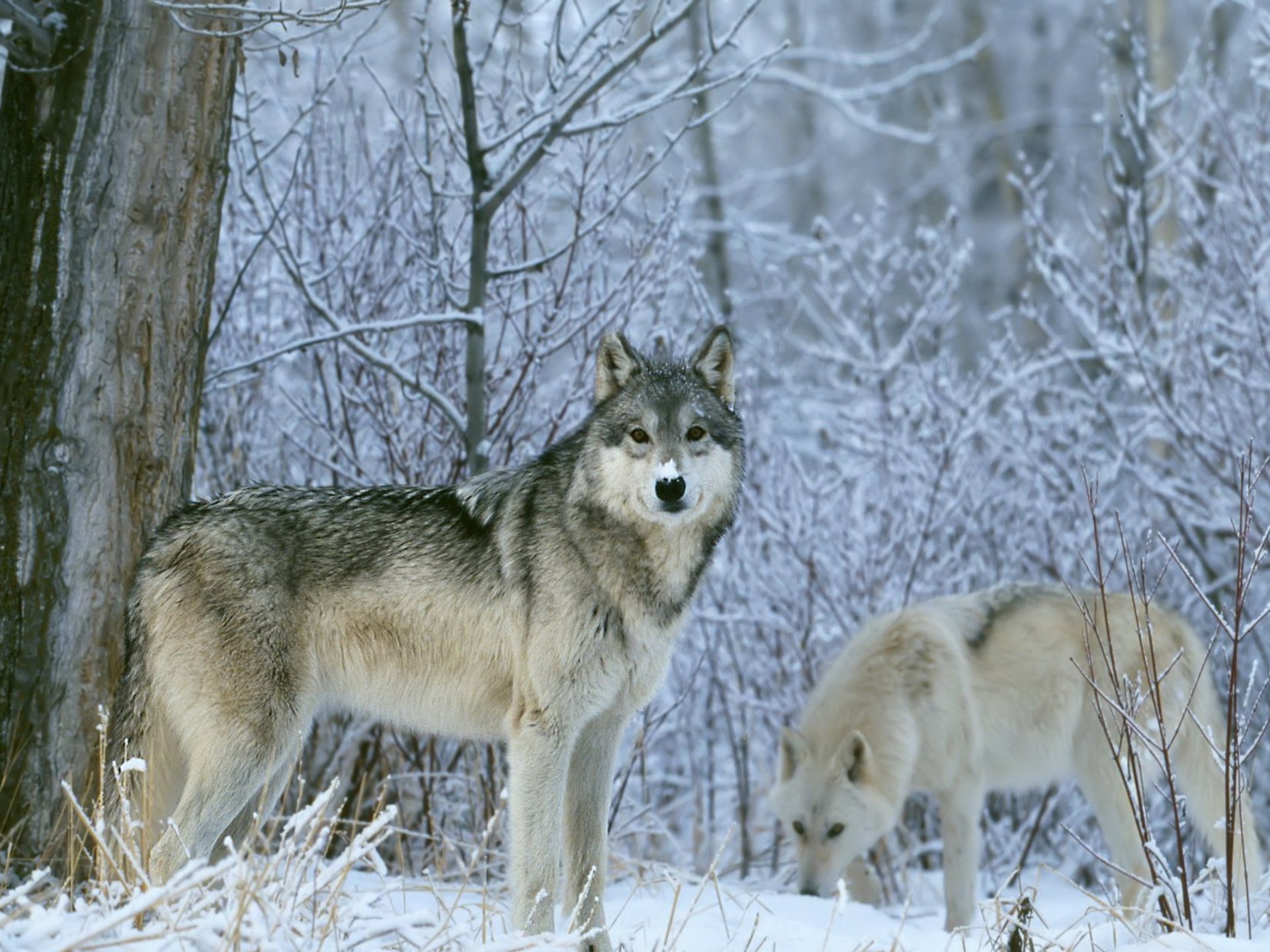 Winter Wolves HD desktop wallpaper