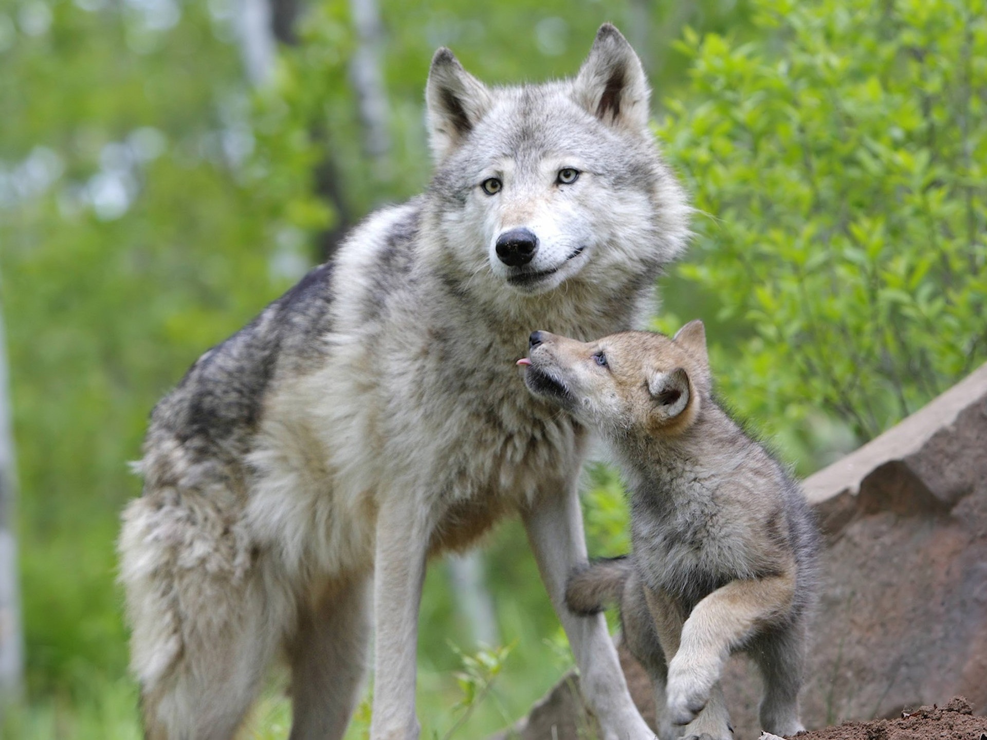Wolf and baby in a captivating high-definition desktop wallpaper.