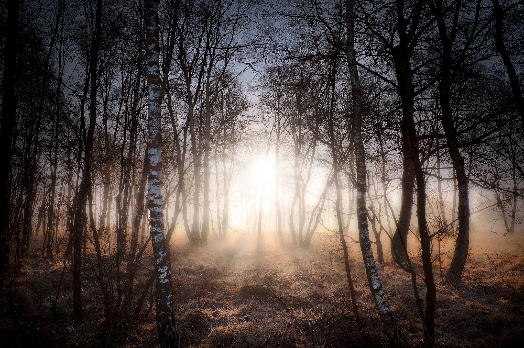 Download Nature Tree Forest Sunbeam HD Wallpaper