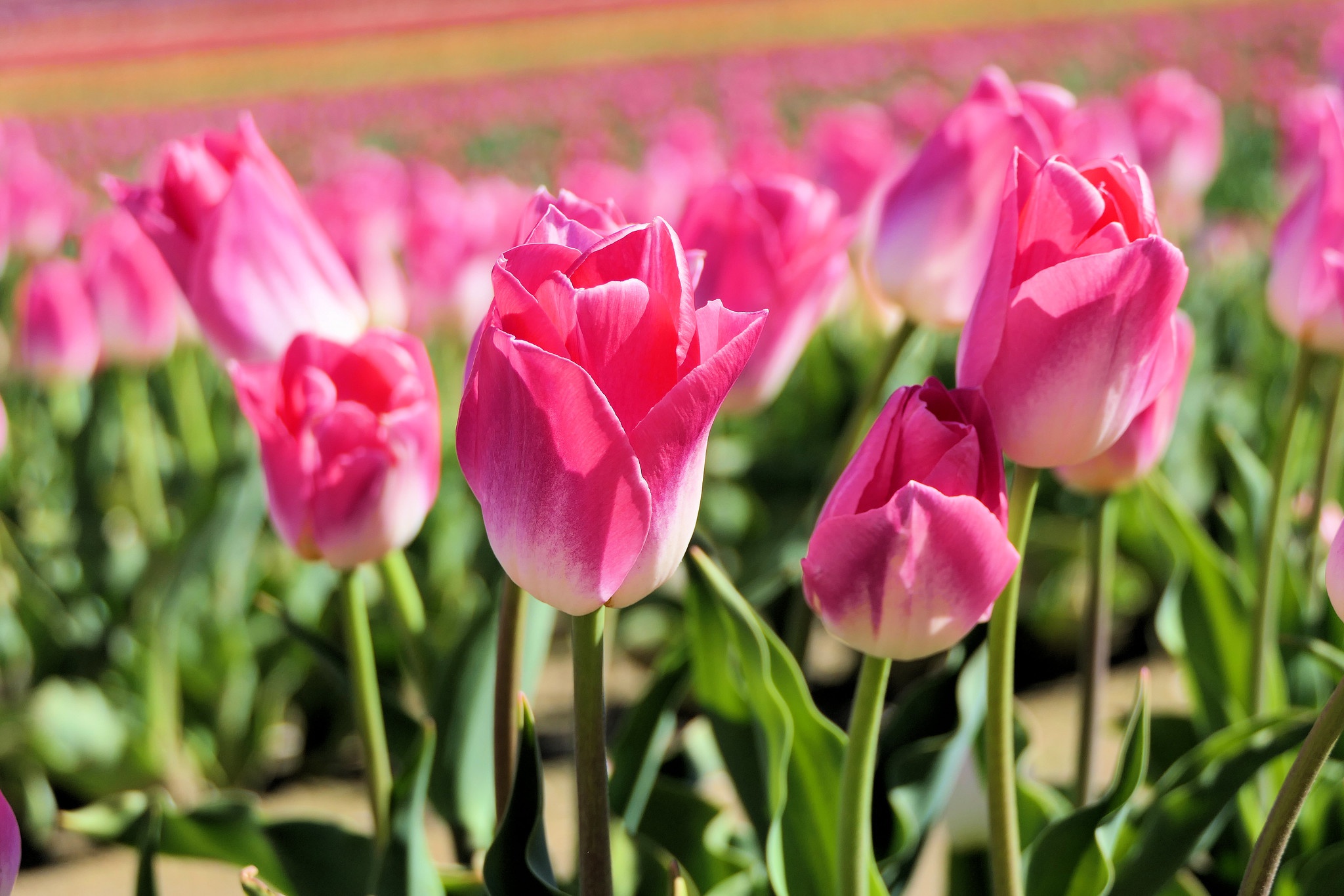 Download Pink Flower Close-up Nature Flower Tulip HD Wallpaper