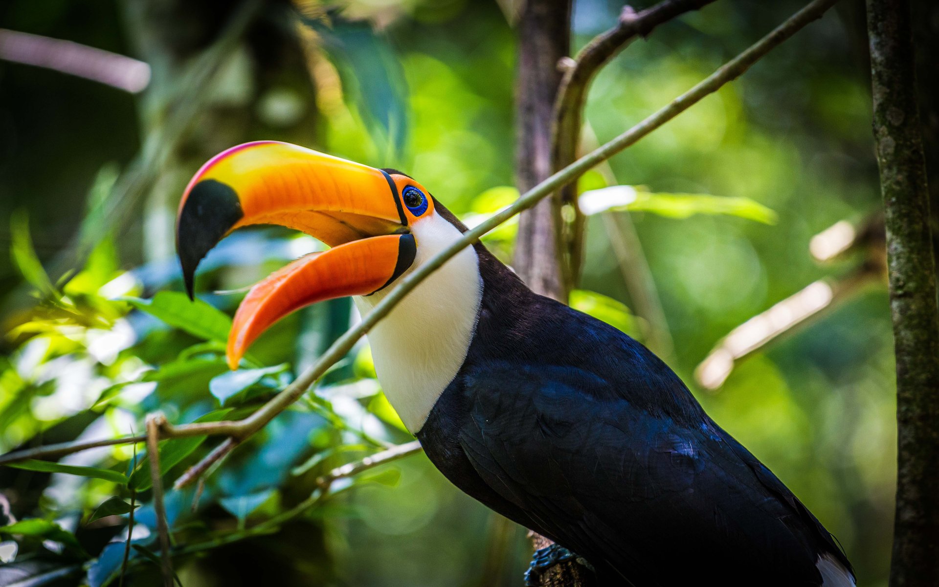 Download Bird Animal Toucan 4k Ultra HD Wallpaper