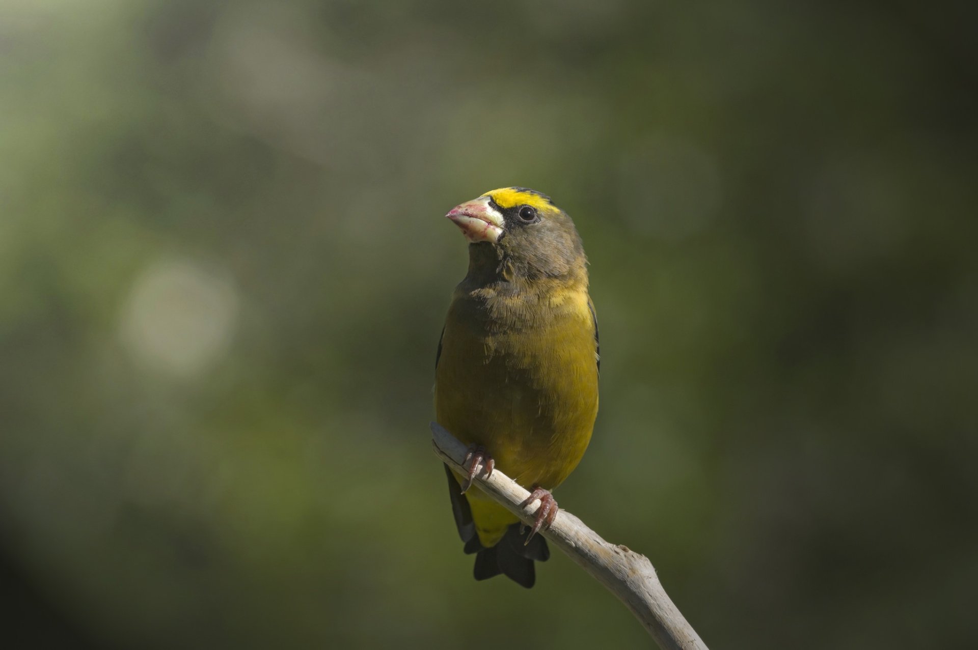 Download Evening Grosbeak Animal Grosbeak HD Wallpaper