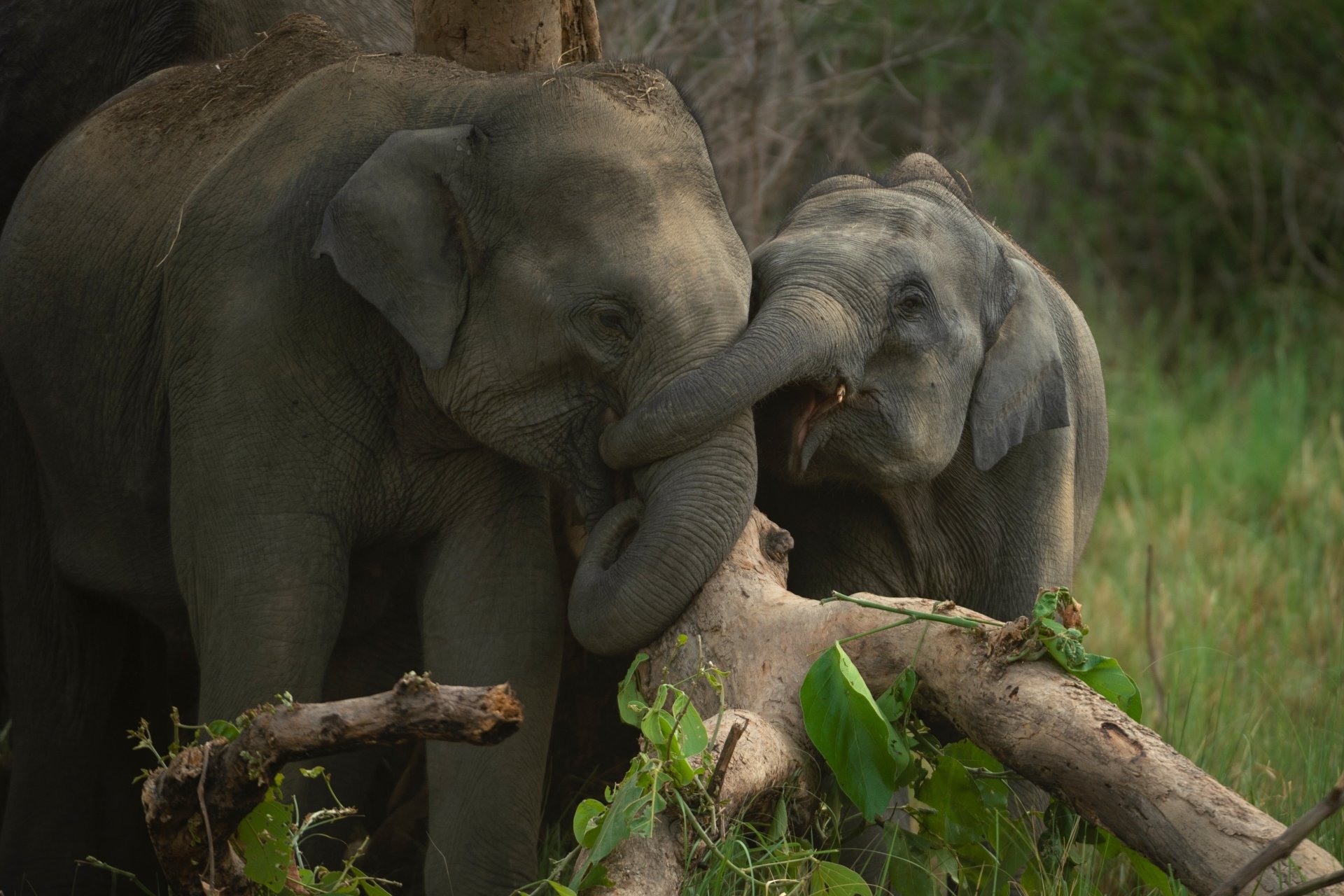 A 4K Ultra HD image of two Asian elephants gently interacting in a natural green habitat, captured as a PC desktop wallpaper and background.