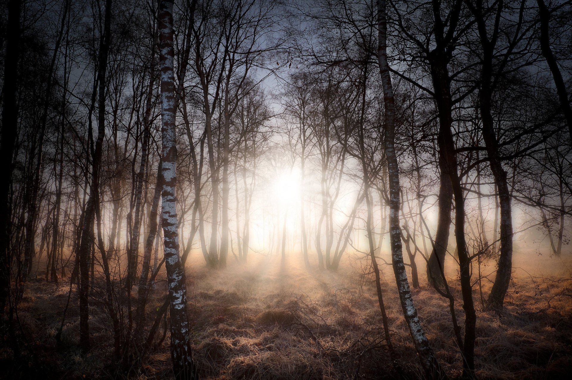 Download Nature Tree Forest Sunbeam HD Wallpaper