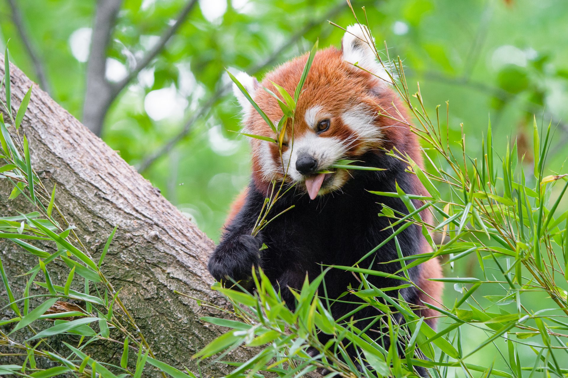 Download Animal Red Panda 4k Ultra HD Wallpaper by Mathias Appel