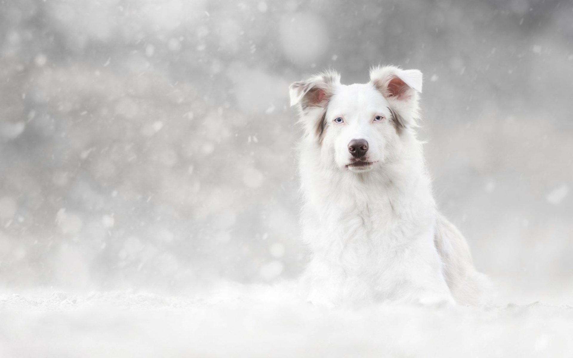 Download Dog Animal Berger Blanc Suisse HD Wallpaper