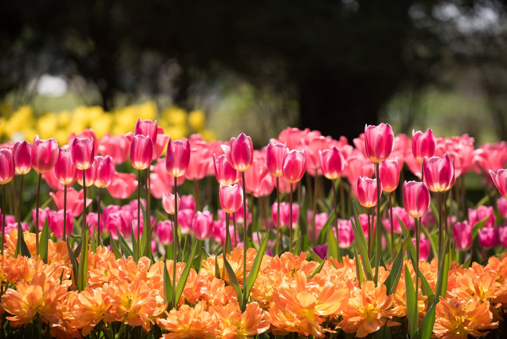 Download Nature Depth Of Field Pink Flower Flower Tulip HD Wallpaper ...