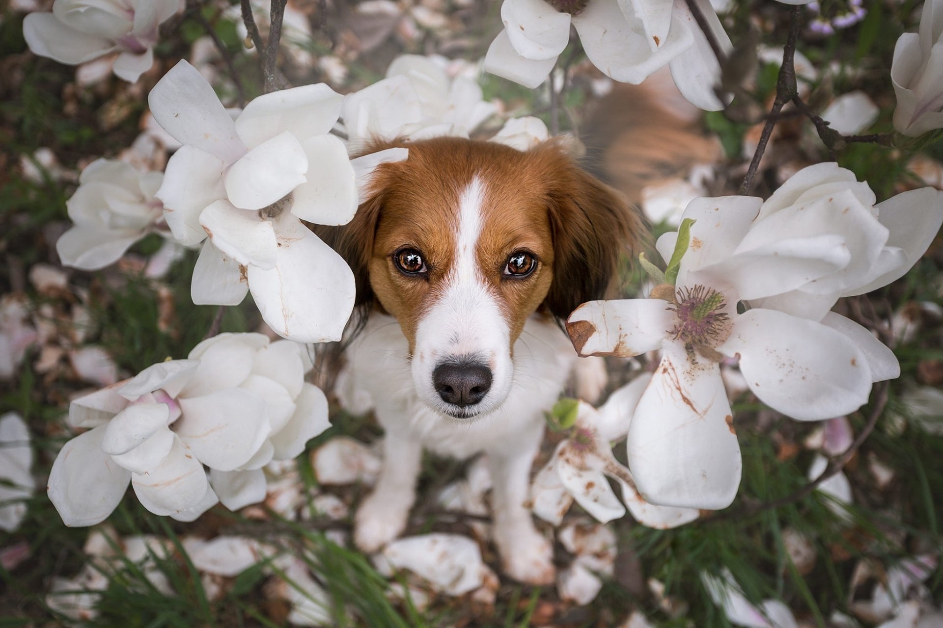 Download White Flower Dog Flower Animal Kooikerhondje HD Wallpaper