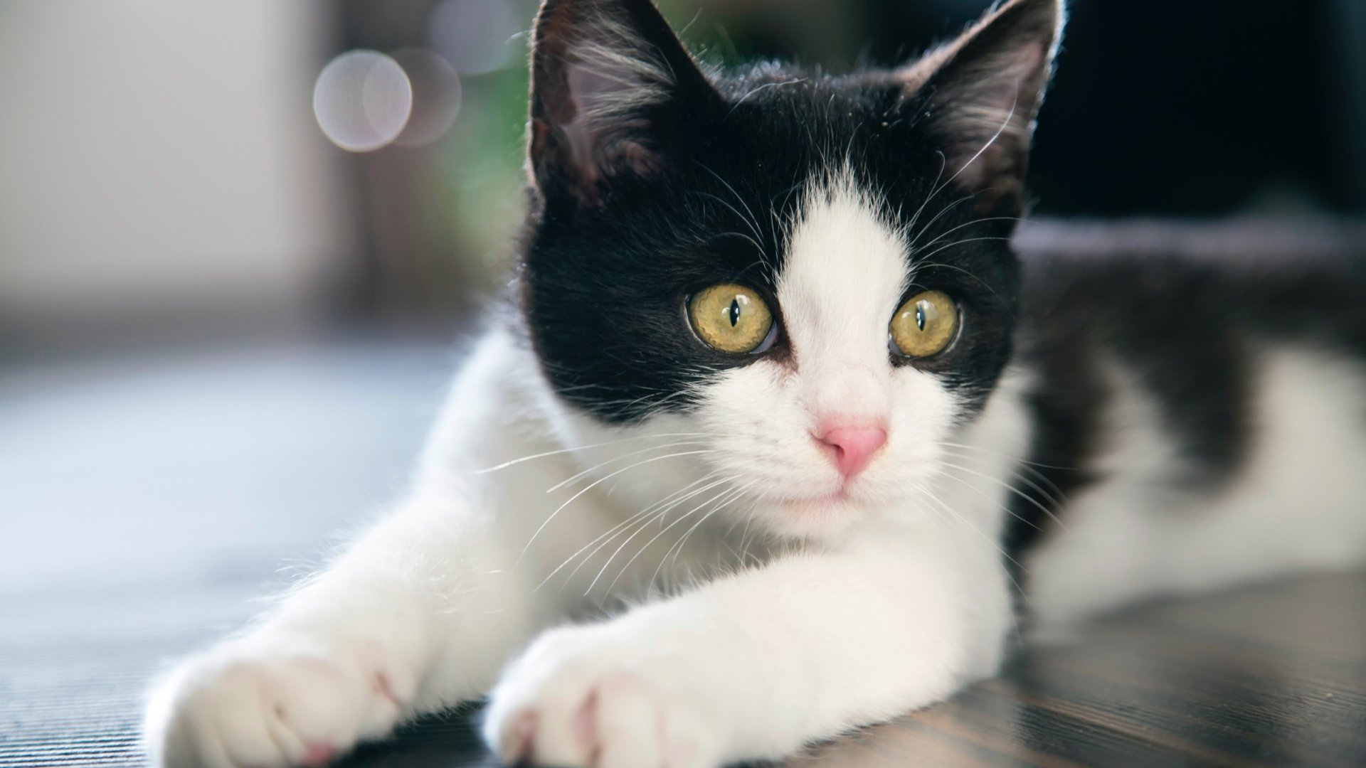 Close-up of a cute black and white cat with green eyes, captured in sharp 4K Ultra HD detail, making a charming desktop wallpaper and background.