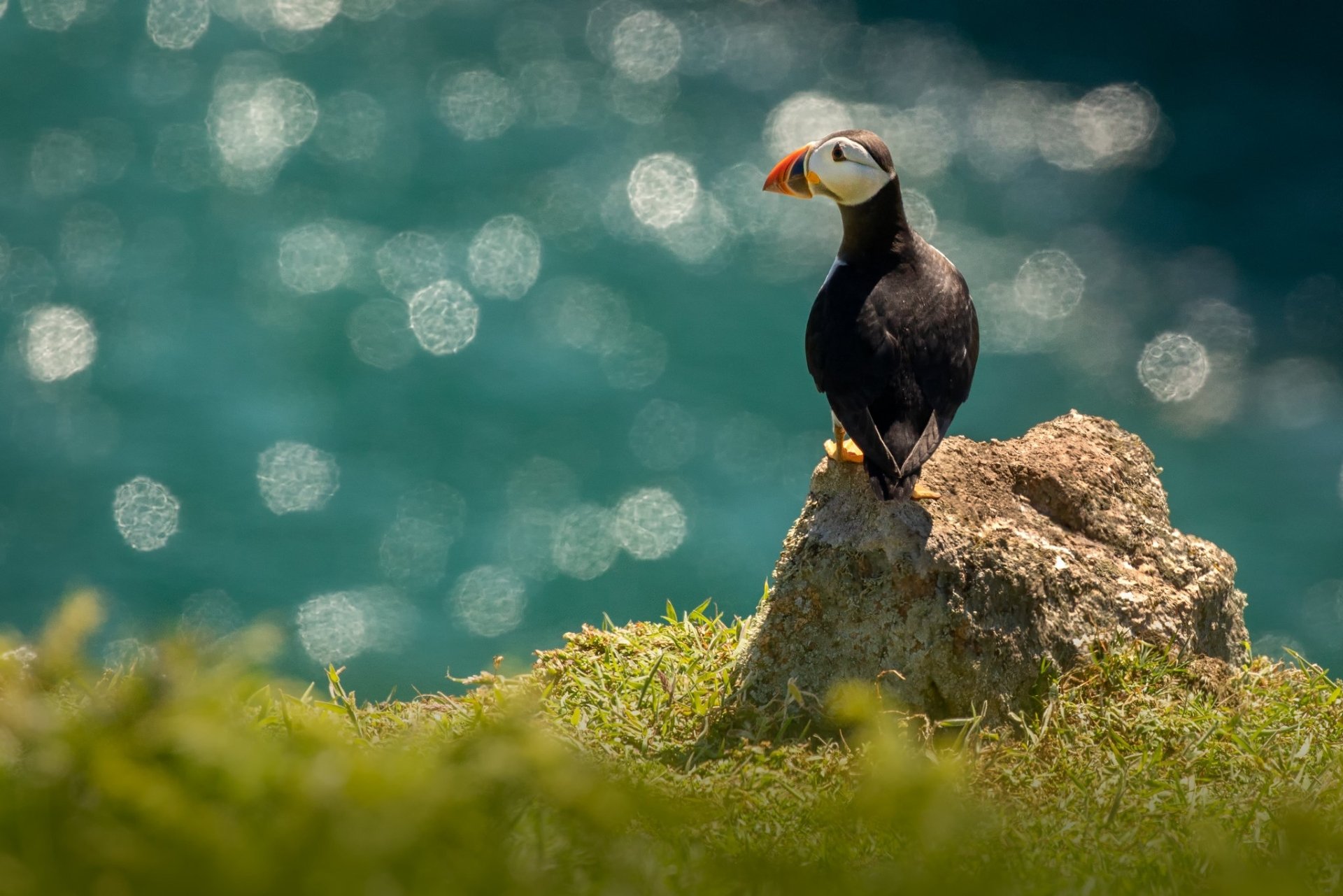 Download Atlantic Puffin Bokeh Bird Animal Puffin HD Wallpaper