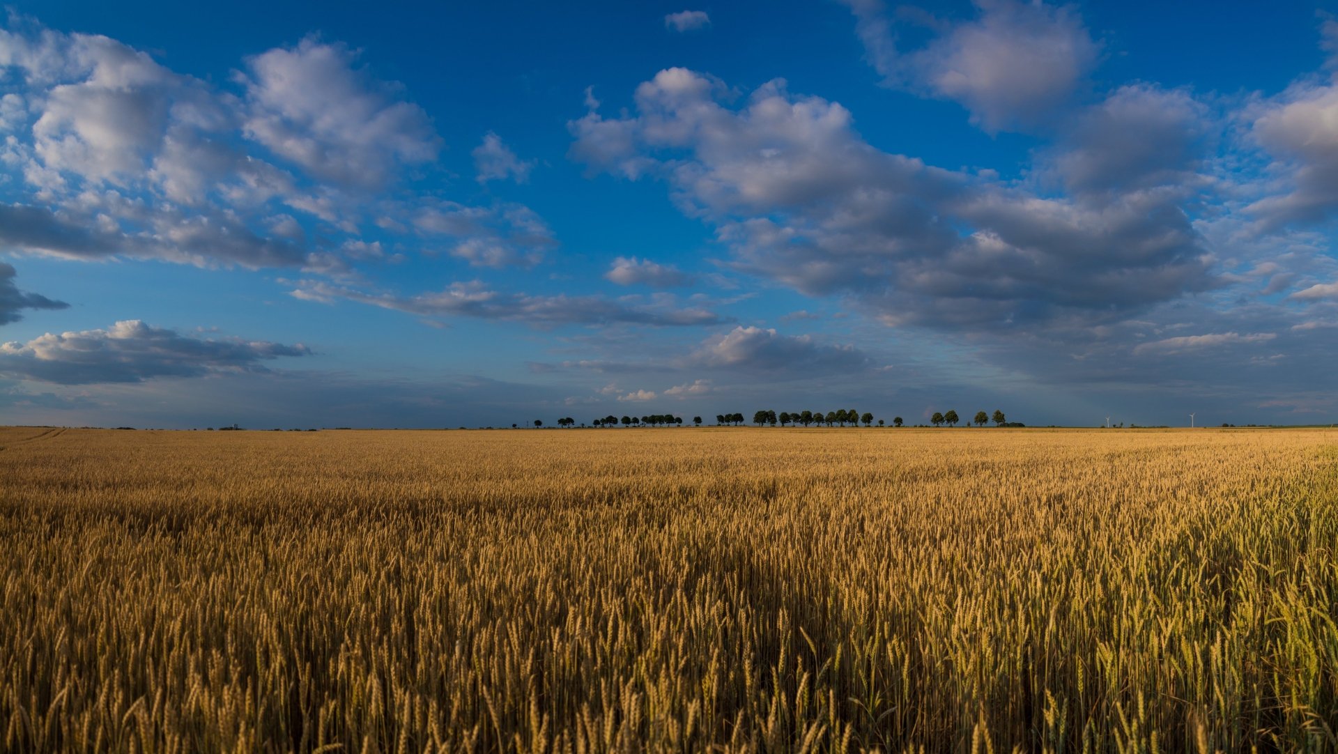 Summer Wheat Fields Beneath a Vast Cloud-Kissed Sky | 4K Ultra HD ...