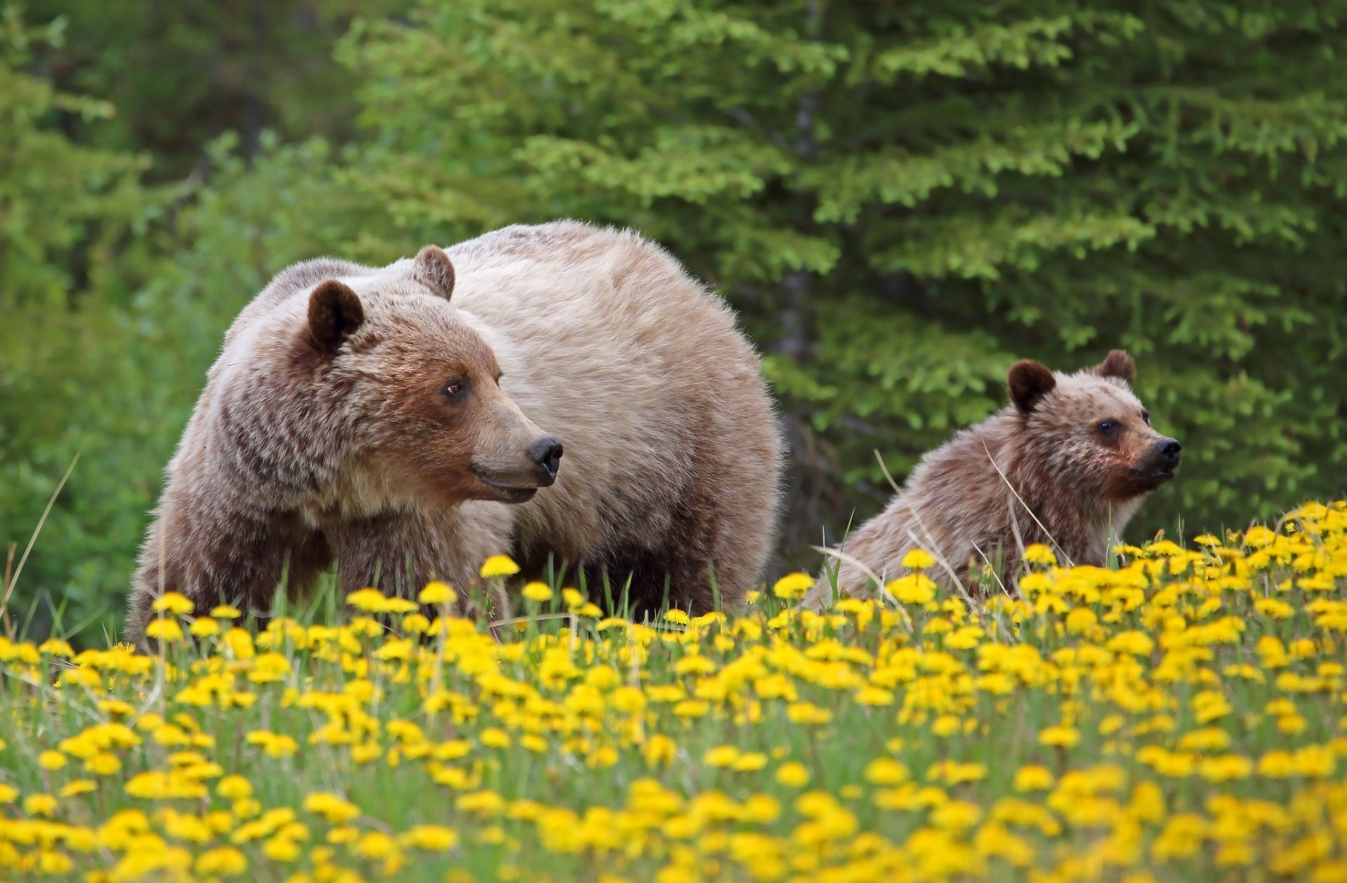 Download Baby Animal Grizzly Dandelion Cub Flower Animal Bear HD Wallpaper