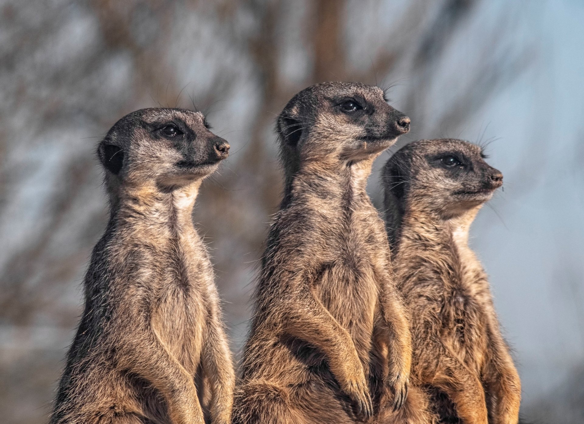 Download Animal Meerkat HD Wallpaper