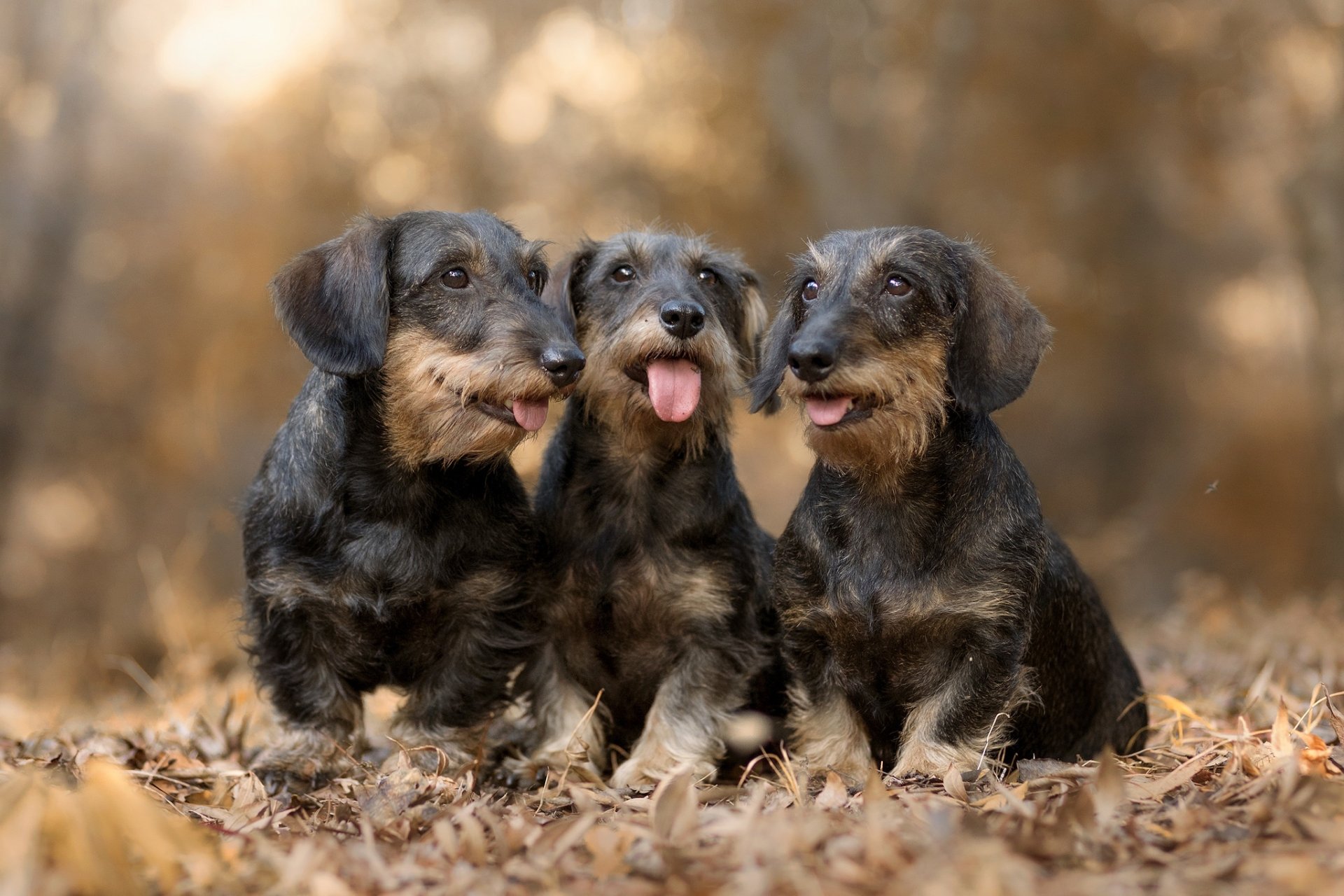 Download Wirehaired Dachshund Dog Animal Dachshund HD Wallpaper