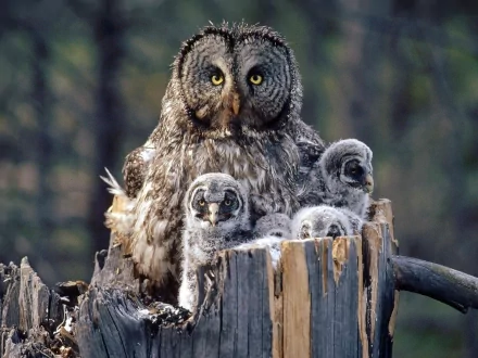 A majestic owl sits in a nest with its fluffy baby owlets, surrounded by a natural setting, creating a captivating nature wallpaper.