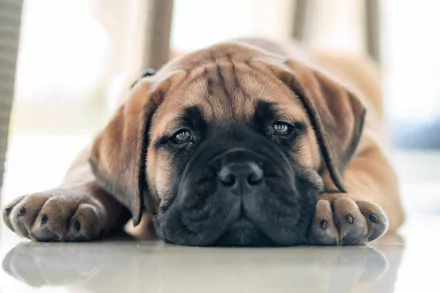 Close-up HD desktop wallpaper of a bullmastiff puppy lying down with a calm expression, showcasing its soft fur and soulful eyes.