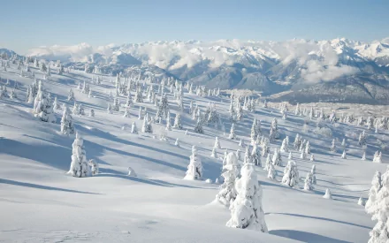 HD wallpaper of a serene winter landscape featuring snow-covered trees in a forest, with majestic mountains in the background under a clear blue sky.