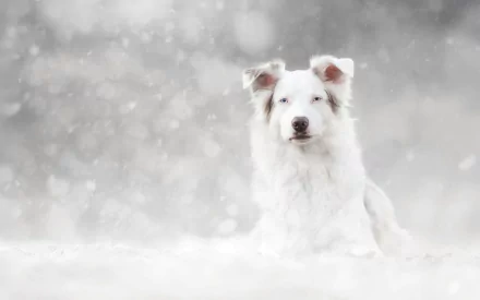 dog Animal berger blanc suisse HD Desktop Wallpaper | Background Image
