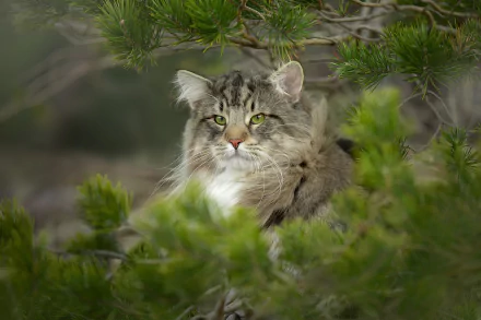 norwegian forest cat cat Animal wildcat HD Desktop Wallpaper | Background Image