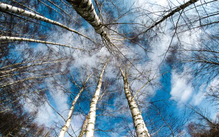  Tall Birch Trees