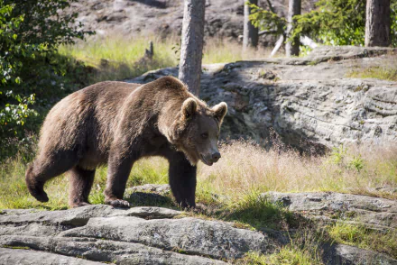 grizzly Animal grizzly bear HD Desktop Wallpaper | Background Image