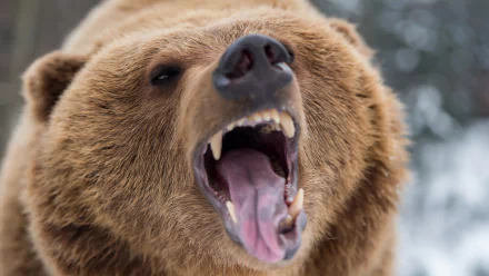  Roaring Grizzly Bear