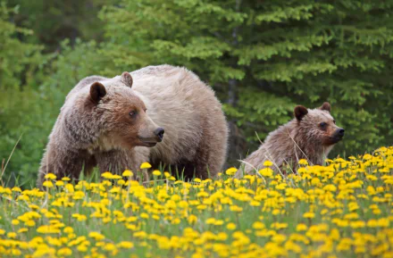 baby animal grizzly dandelion cub flower Animal bear HD Desktop Wallpaper | Background Image