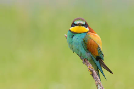  European Bee-eater (merops apiaster)