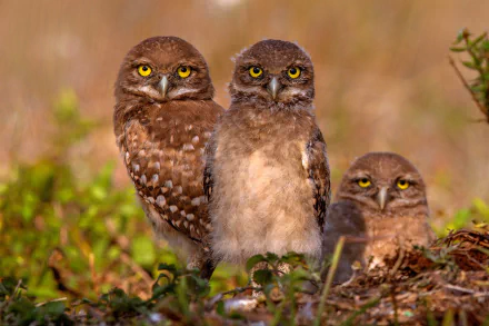 baby animal owlet bird Animal owl HD Desktop Wallpaper | Background Image