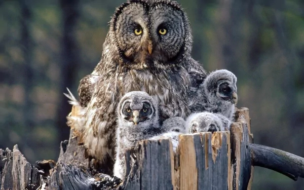 A majestic owl sits in a nest with its fluffy baby owlets, surrounded by a natural setting, creating a captivating nature wallpaper.