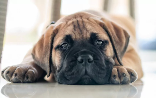 Close-up HD desktop wallpaper of a bullmastiff puppy lying down with a calm expression, showcasing its soft fur and soulful eyes.