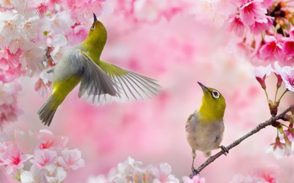 Animal Japanese white-eye Birds Passerines Bird HD Wallpaper | Background Image