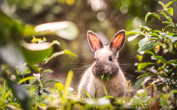 Sunlit rabbit nibbling grass amid lush foliage — animal rabbit in a 5K Ultra HD PC desktop wallpaper and background with soft bokeh.