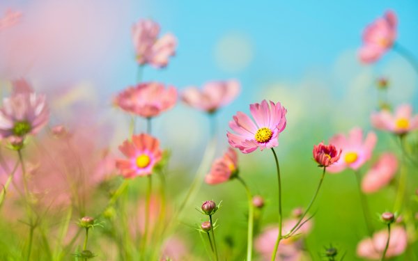 Nature Flower Flowers HD Wallpaper | Background Image