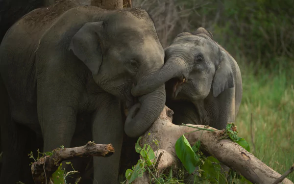 A 4K Ultra HD image of two Asian elephants gently interacting in a natural green habitat, captured as a PC desktop wallpaper and background.