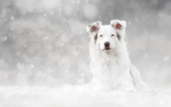 dog Animal berger blanc suisse HD Desktop Wallpaper | Background Image