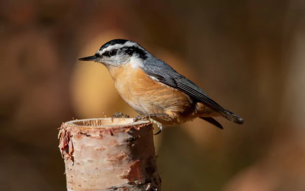 red-breasted nuthatch Animal nuthatch HD Desktop Wallpaper | Background Image